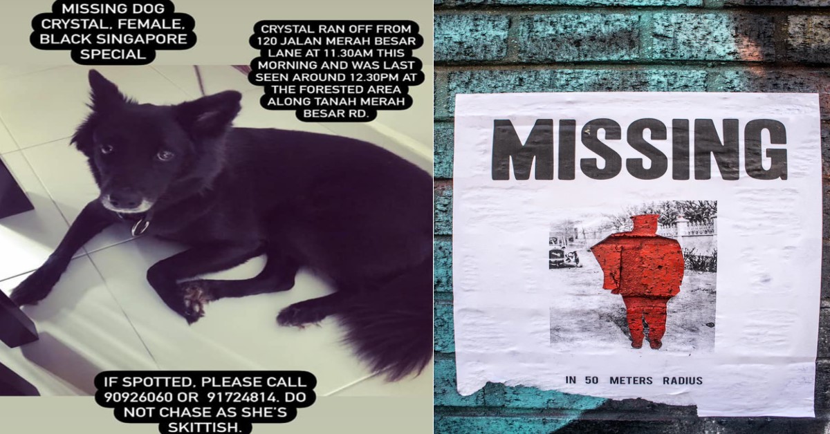 APPEAL FOR INFORMATION FOR MISSING DOG