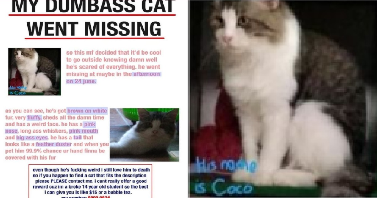 “F**KING WEIRD” CAT MISSING, HEARTBROKEN OWNER APPEALS FOR INFO