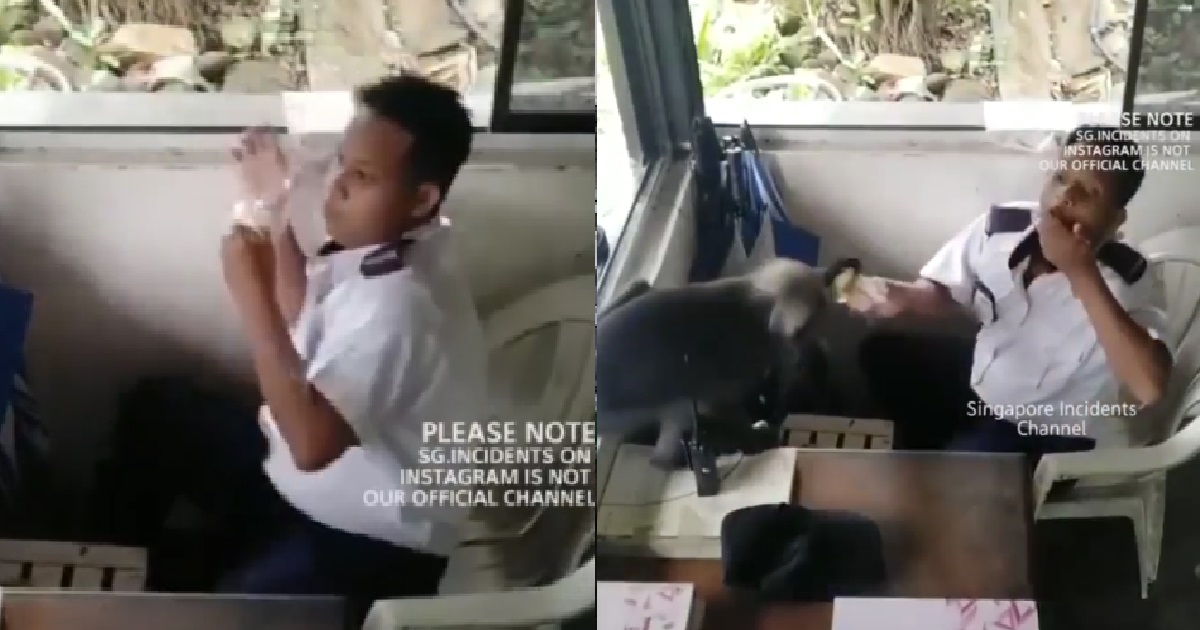 SECURITY GUARD KENA ROBBED BY MONKEY AT GUARD ROOM