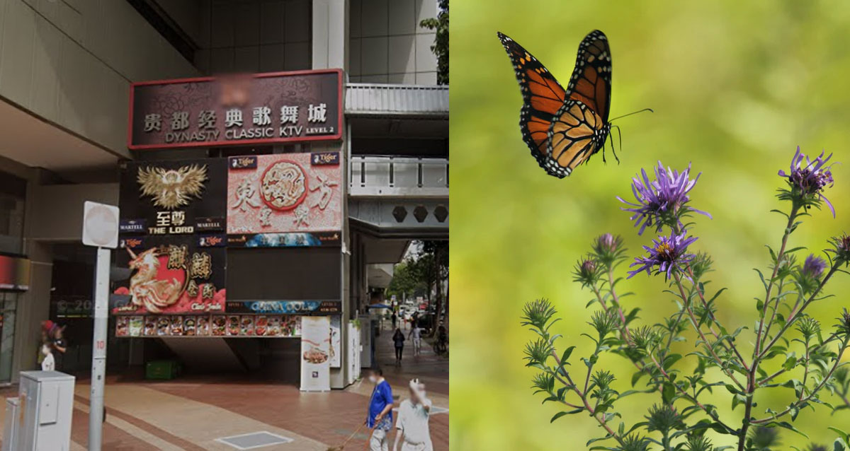 KTV GIRLS “BUTTERFLY” EXPLAINED, TO THOSE THAT NEVER BEEN THERE