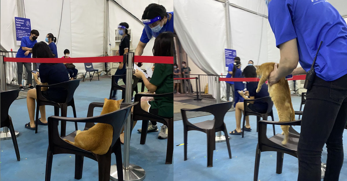 CAT WAIT FOR ITS TURN AT CLEMENTI VACCINATION CENTER
