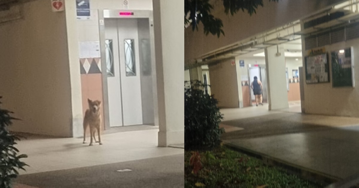 HOUGANG COUPLE UNLEASHED AGGRESSIVE DOG & IT ATTACKS OTHER DOGS