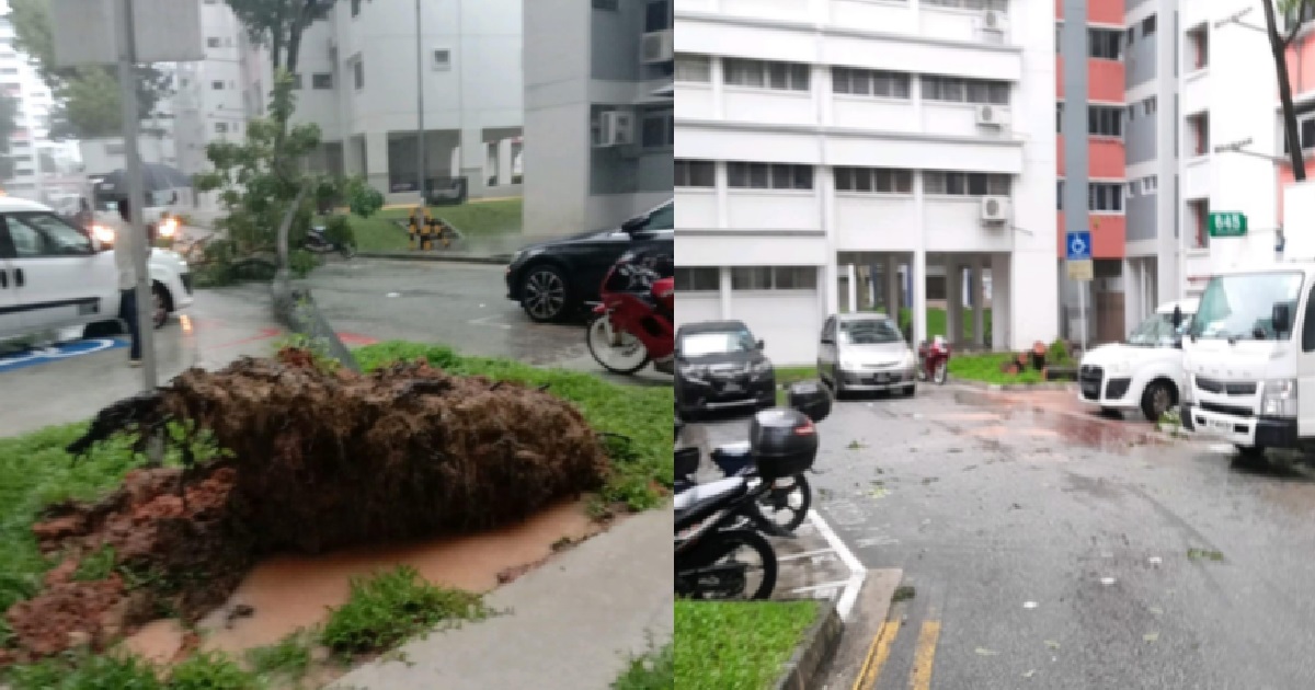 HUGE TREE KENA UPROOTED BY RAIN, ALMOST FALL ONTO CARS PARKED BELOW