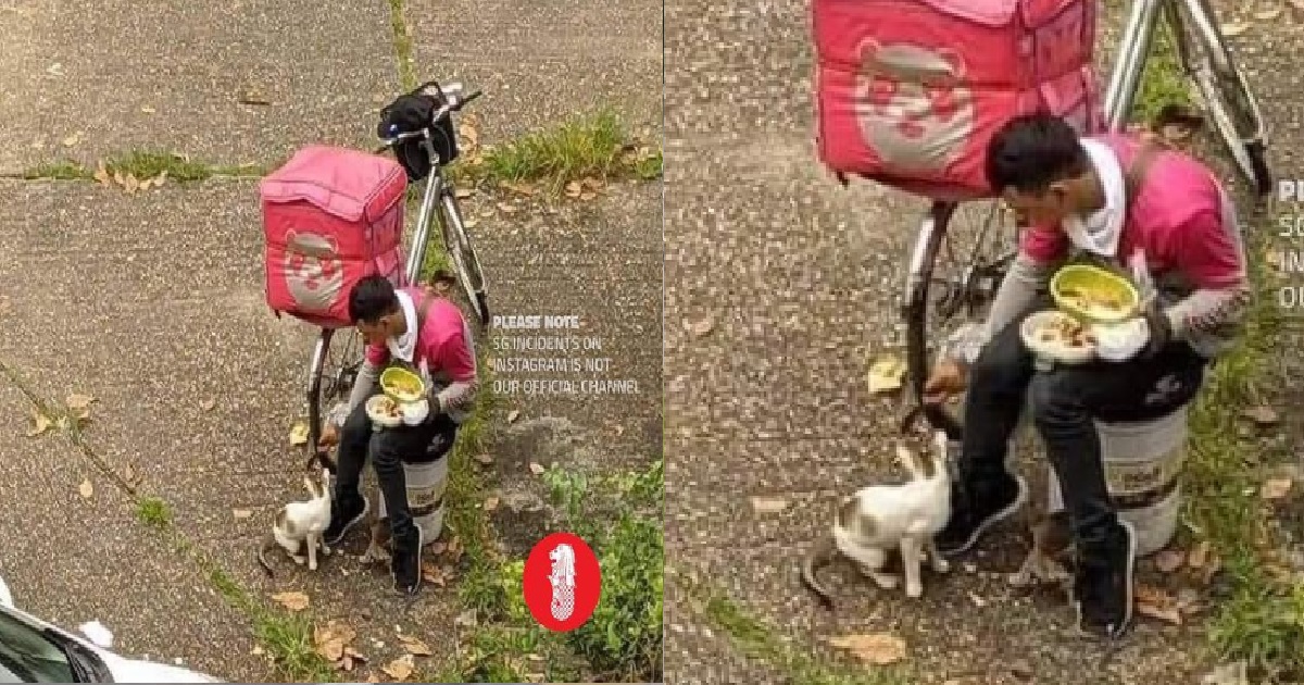 KINDHEARTED FOODPANDA RIDER SHARES HIS LUNCH WITH STRAY CAT
