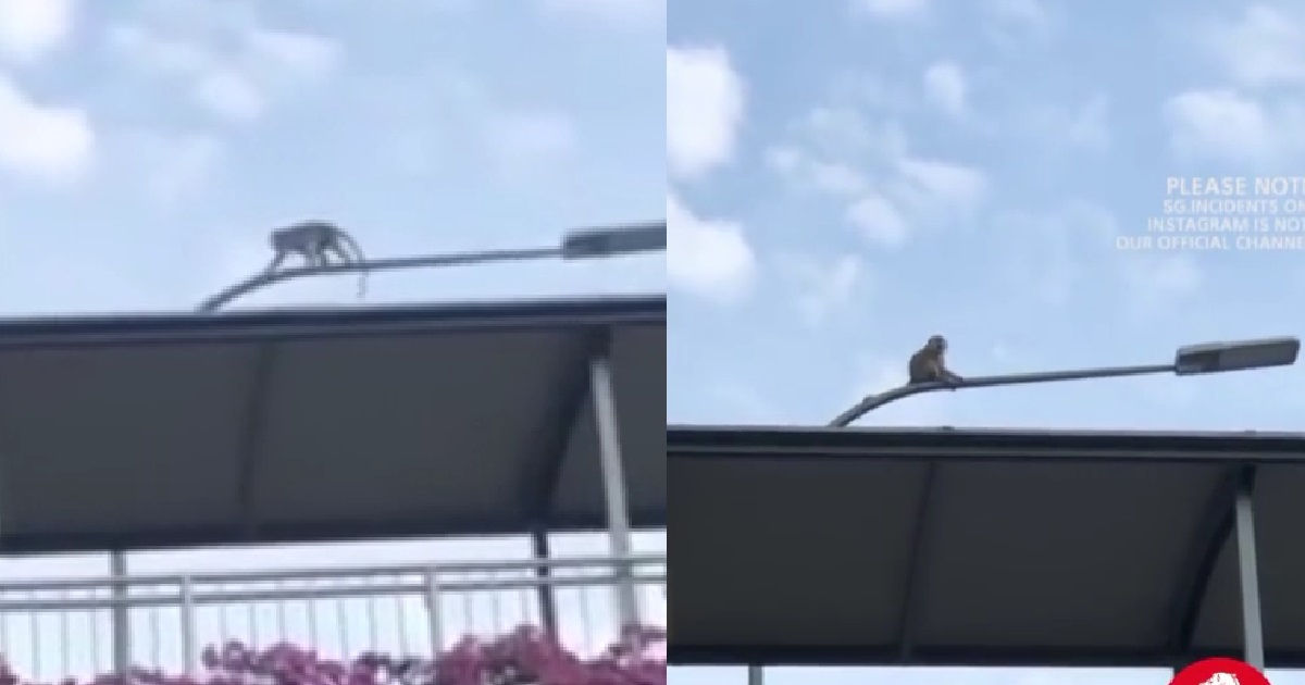 YP MONKEY DAMAGING PUBLIC PROPERTY, CLIMB ON TOP OF LAMP POST AND SHAKE
