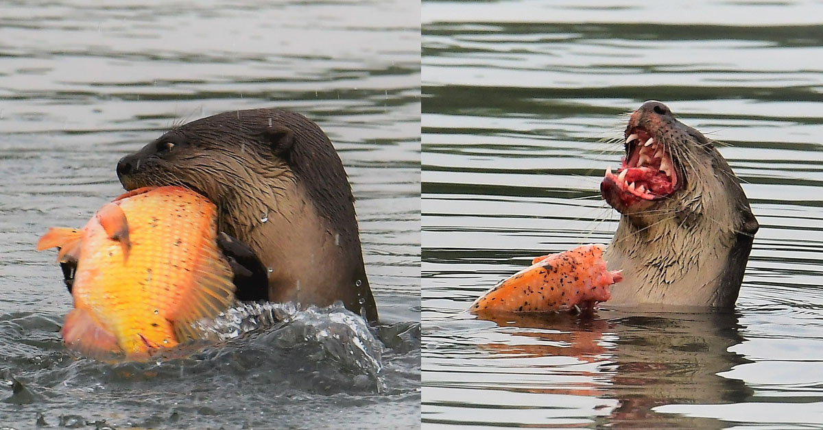 OTTER “ROARS” IN VICTORY AFTER CATCHING A BIG JUICY FISH