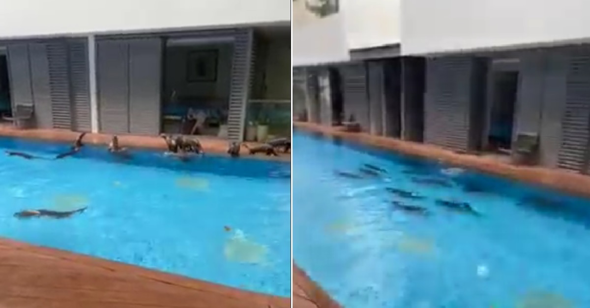CUTE FAMILY OF OTTERS SPOTTED SWIMMING AT HOLLAND ROAD CONDO