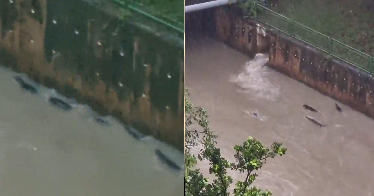 FAMILY OF OTTERS SWIMMING IN CANAL GOING STRONG EVEN ON RAINY DAYS