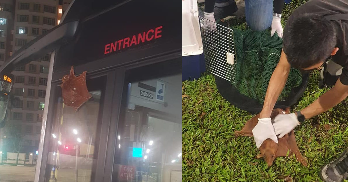 COLUGO AKA “FLYING SQUIRREL” STUCK ON BUS AT CHOA CHU KANG