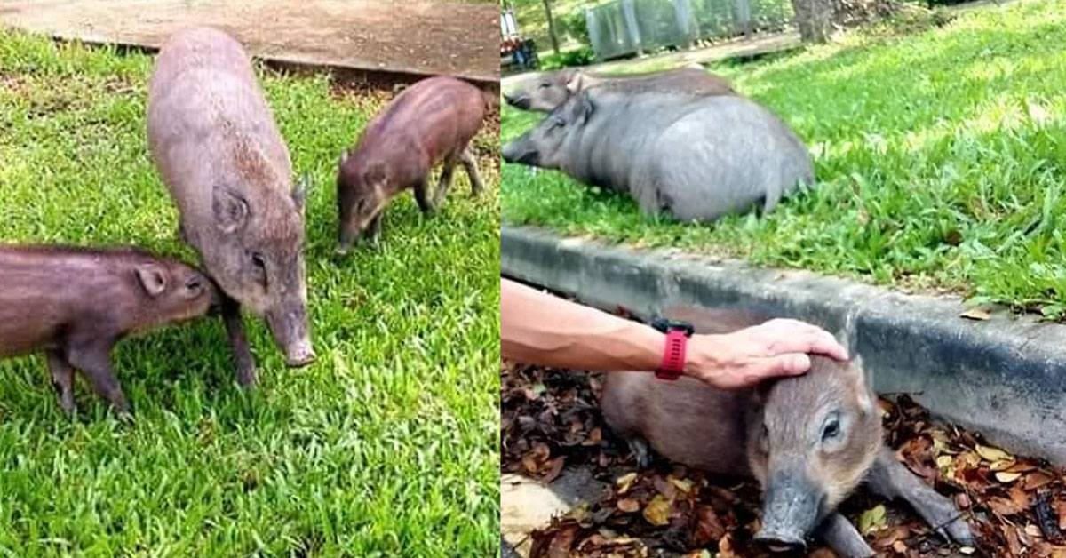 MAN PETS WILD BOAR PIGLET, FACES BACKLASH FROM NETIZENS
