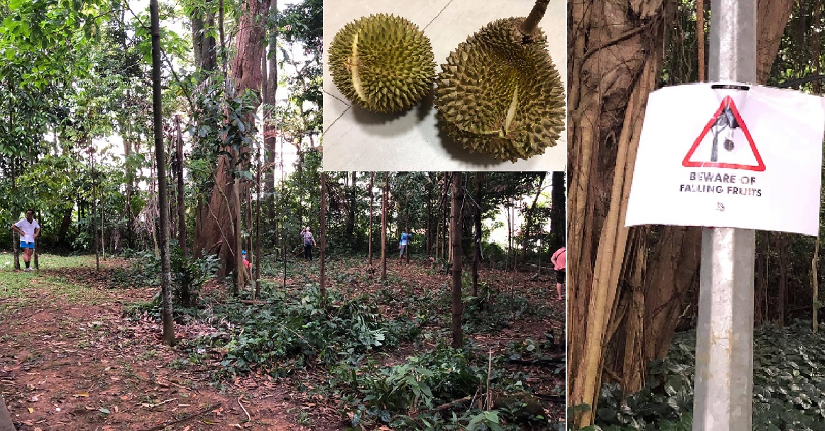 RESIDENTS GATHERS AND WAIT FOR DURIAN TO DROP AT YISHUN PARK