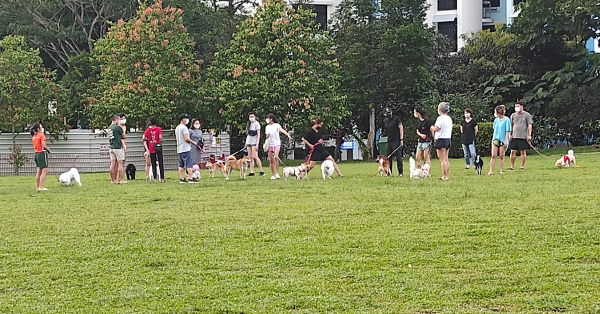 OVER 13 DOG OWNERS INTERMINGLE AT ZHENGHUA NATURE PARK