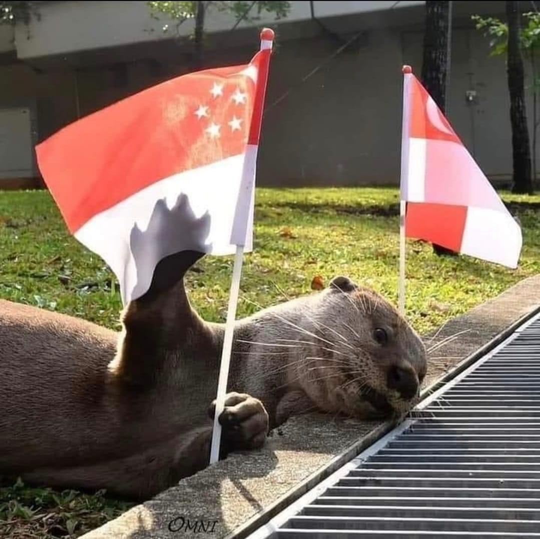 NETIZEN SAYS OTTER HAD WILD NIGHT, “DRUNK” UNTIL NDP MORNING