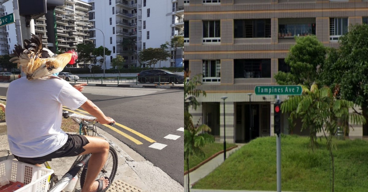 MAN BRINGS “chickens” FOR A RIDE AROUND THE ESTATE EVERYDAY