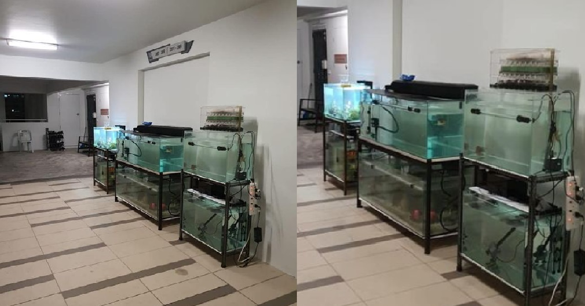 RESIDENT DIE DIE WANT KEEP FISH TANKS BUT HOME NO SPACE, SO KEEP AT LIFT LOBBY