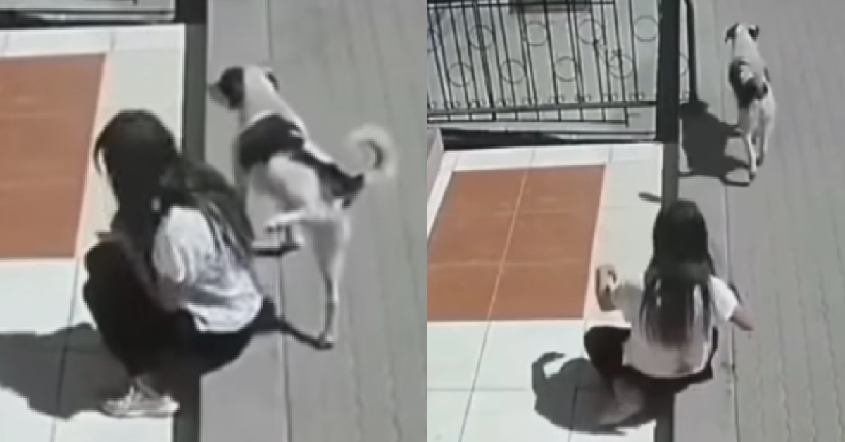 DOG PEE ON GIRL MINDING HER OWN BUSINESS, THEN RUN AWAY