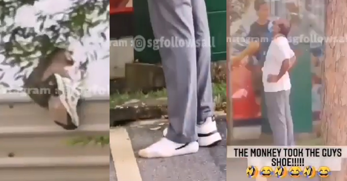 MONKEY STEAL UNCLE SHOE, THEN RUN AWAY TO TOP OF SHELTER