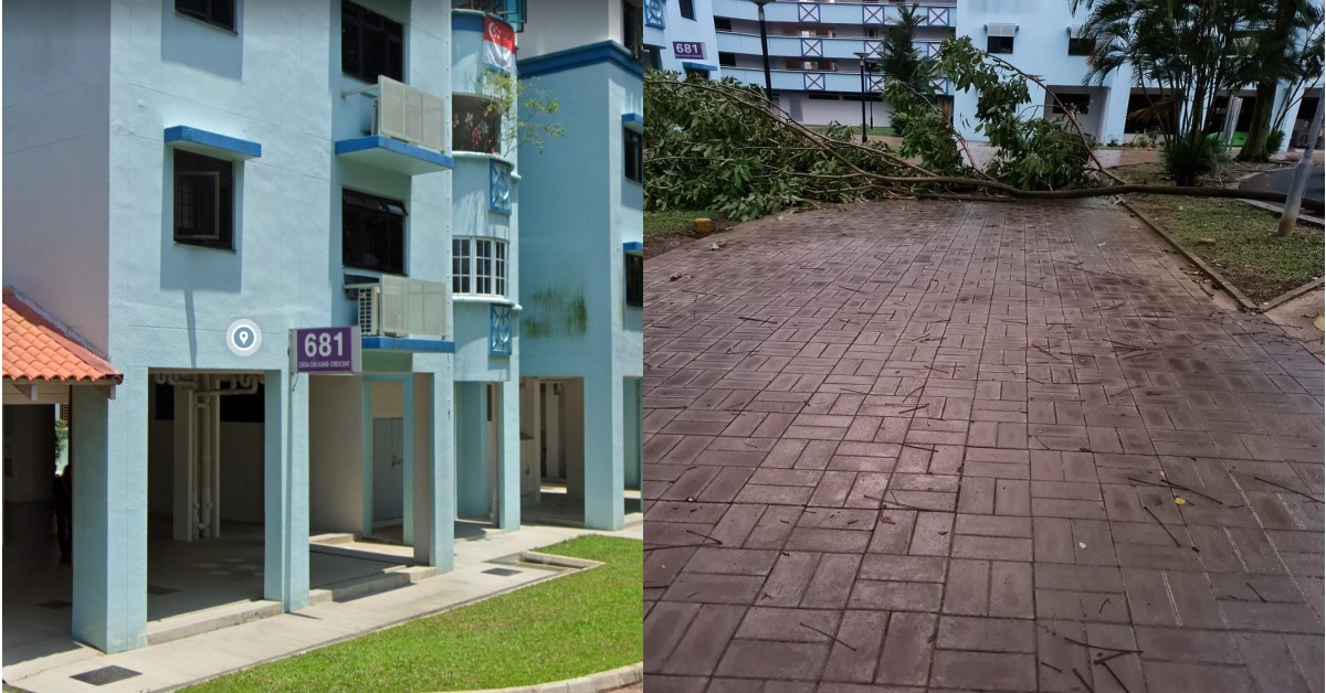 BOY WALKING BEHIND SISTER SAW A TREE FALLING THAT ALMOST HIT HER