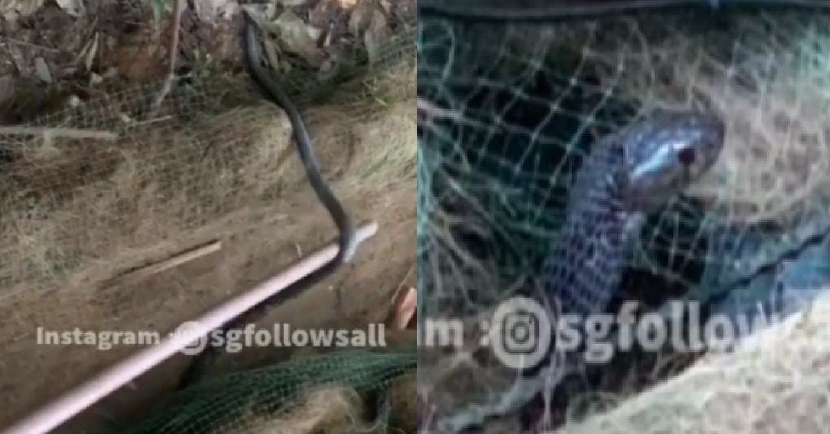 CYCLIST CRASHED HIS BICYCLE & FELL ONTO 2 BLACK SPITTING COBRAS INSIDE A NET
