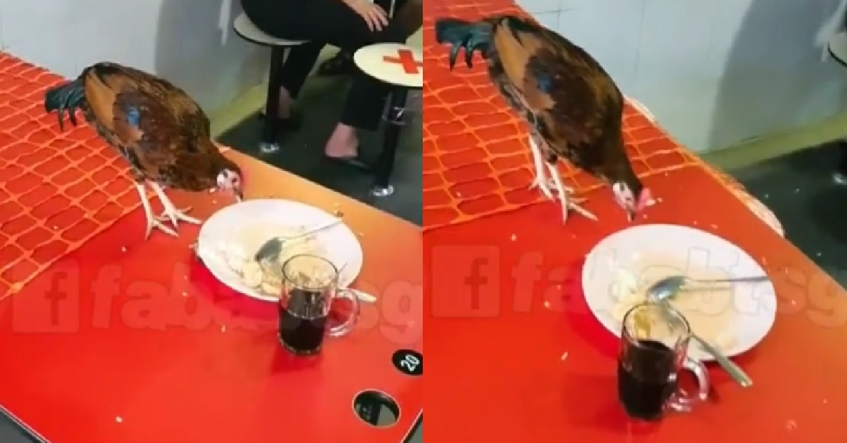 FINALLY CAN DINE IN, SO ROOSTER SIT DOWN MAKAN AND LIM KOPI