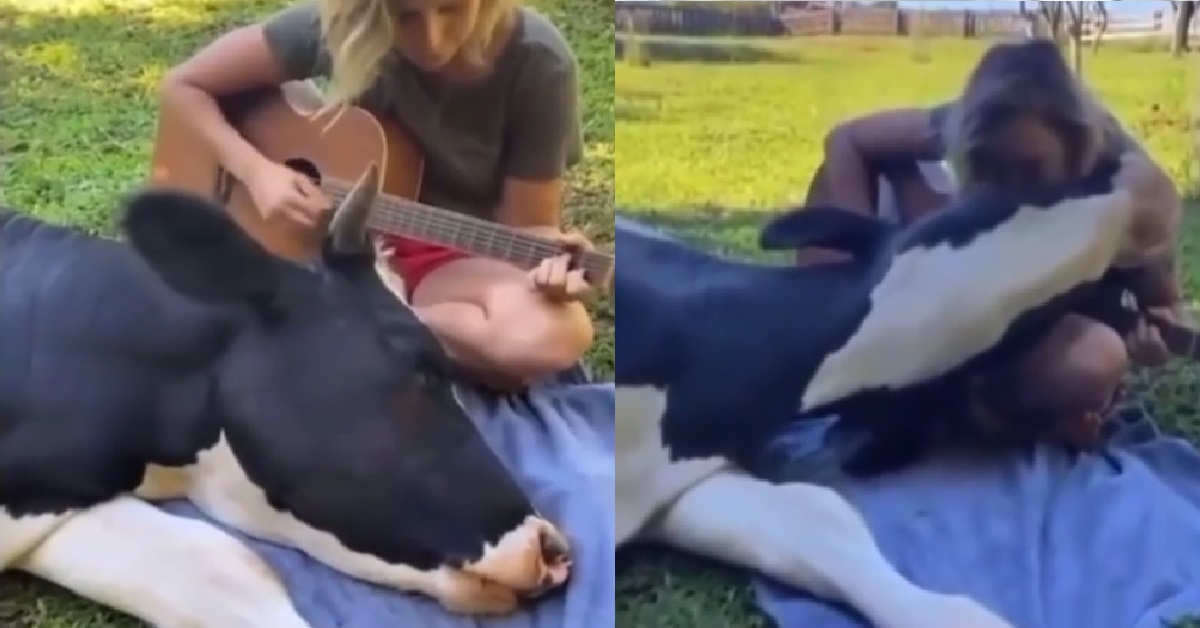 GIRL PLAYS GUITAR FOR COW, WHO LIES DOWN ON HER LAP & ENJOY THE MUSIC