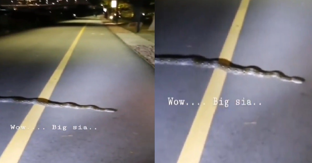 GIANT SNAKE SEEN AT PCN, ALLEGEDLY SAME SNAKE WHO BIT A JOGGER @ MARINA BAY