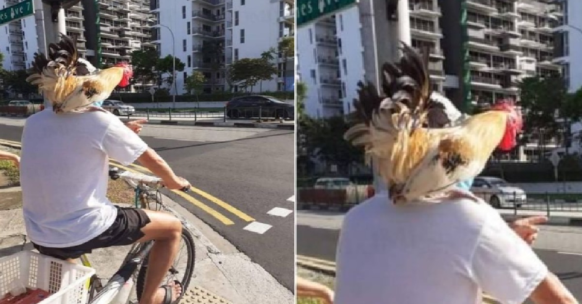 MAN RIDING BICYCLE WITH HIS PET CHICKEN SITTING ON HIS SHOULDER