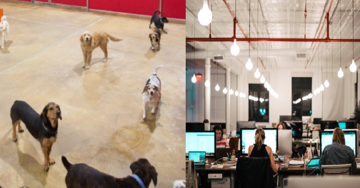 WOMAN MISTOOK OFFICE FOR DOG DAYCARE, SEND HER DOG THERE & LEFT