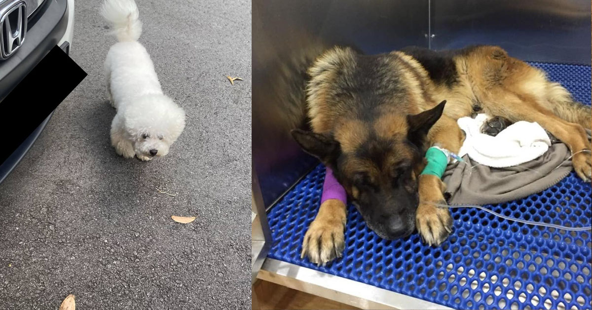 OWNER REFUSE TO CLOSE HOUSE GATE, OTHER DOGS SEVERELY INJURED