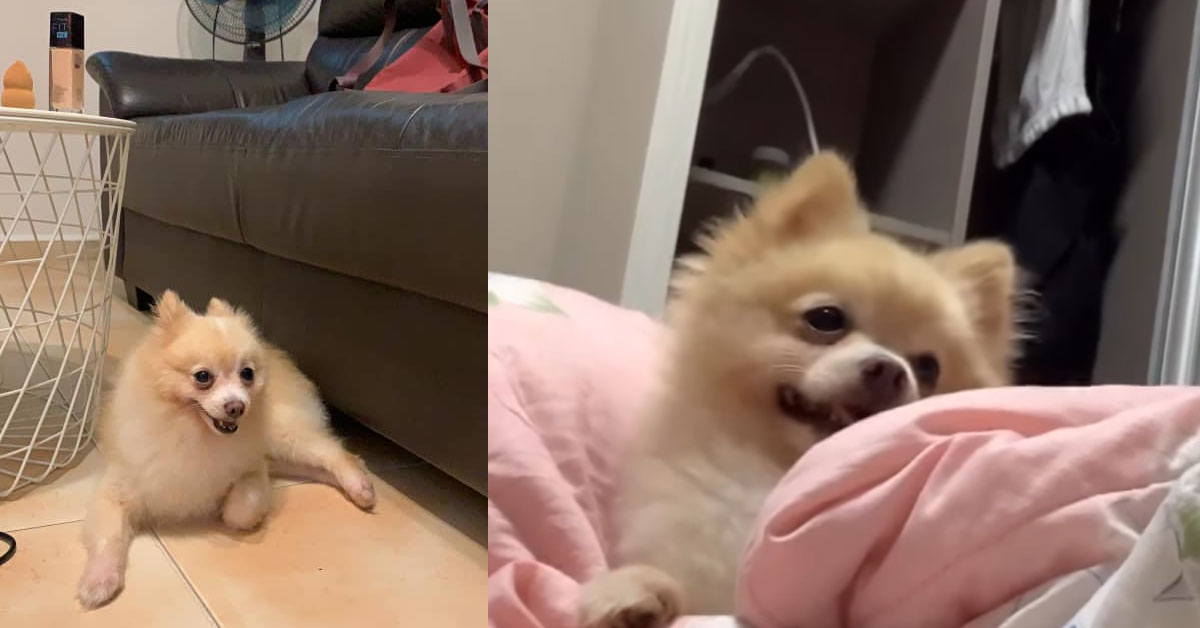 DAD LEAVES DOG WITH ANIMAL SHELTER AFTER DISPUTE WITH DAUGHTER