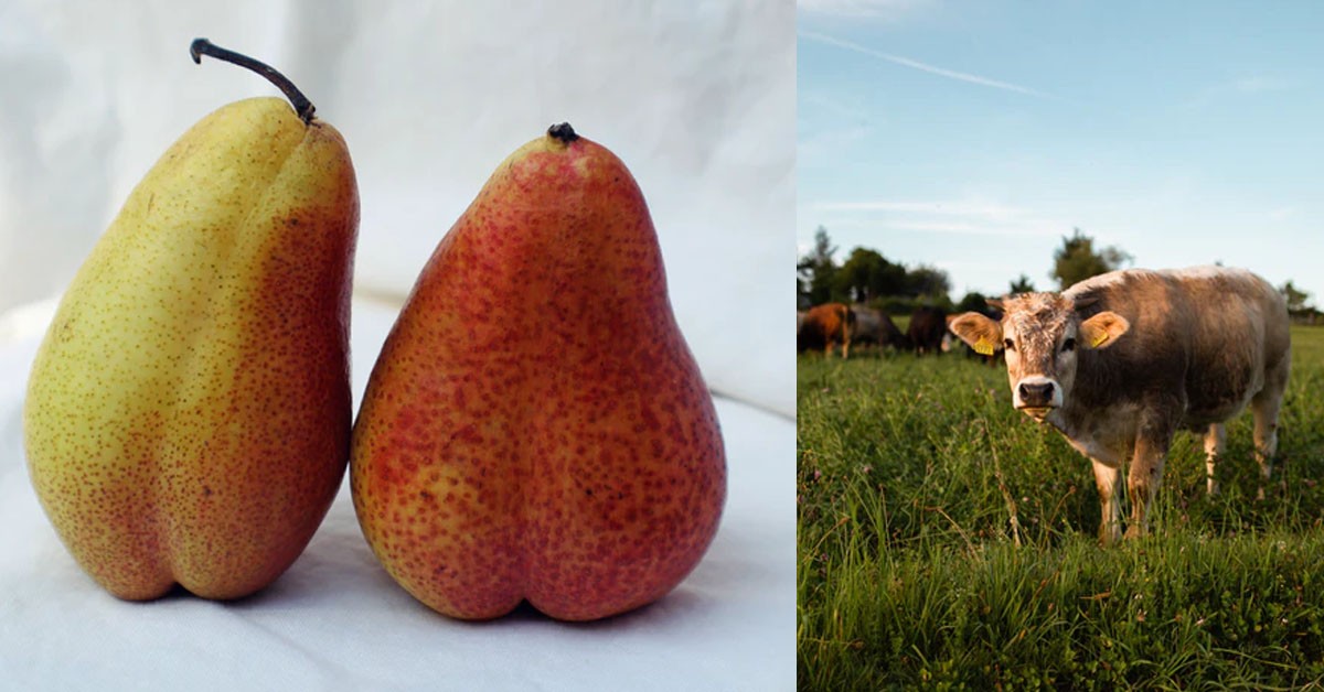 MAN SQUAT ON GF’S HEAD AND FARTS IN HER FACE TO PUNISH HER