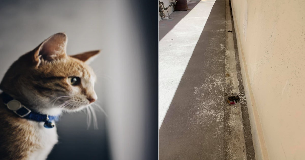 RESIDENT SAYS THAT “CAT FEEDERS SHOULD CLEAN UP CAT’S POOP”