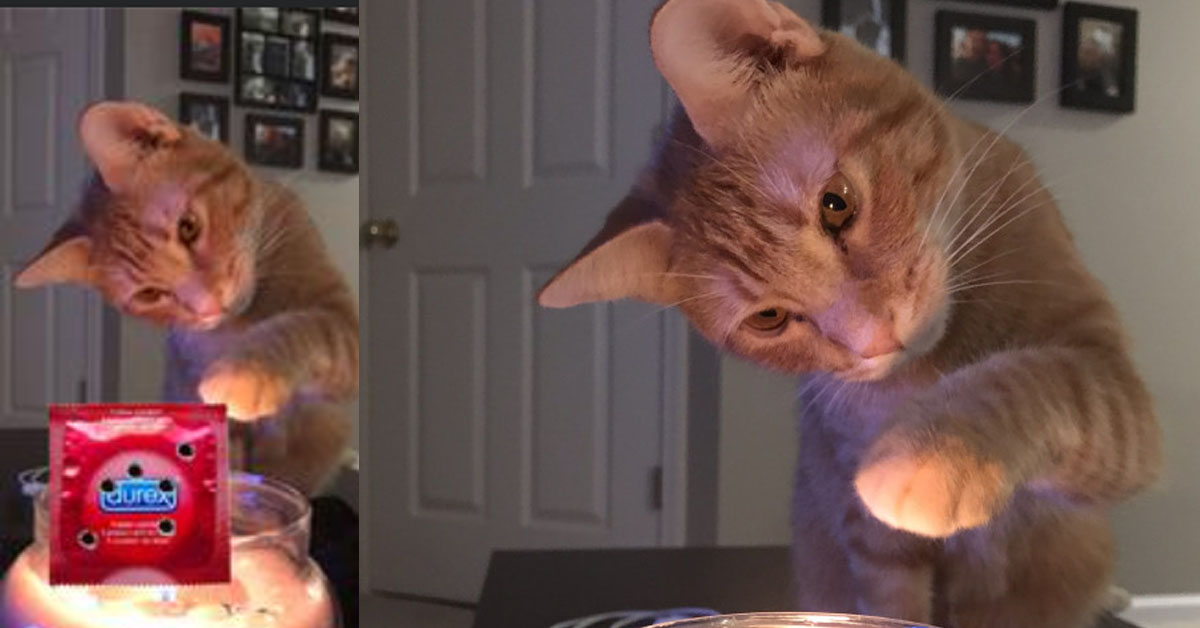 WIFE GOT PREGNANT BECAUSE THE PET CAT POKE HOLES IN THE CONDOM WITH CLAWS