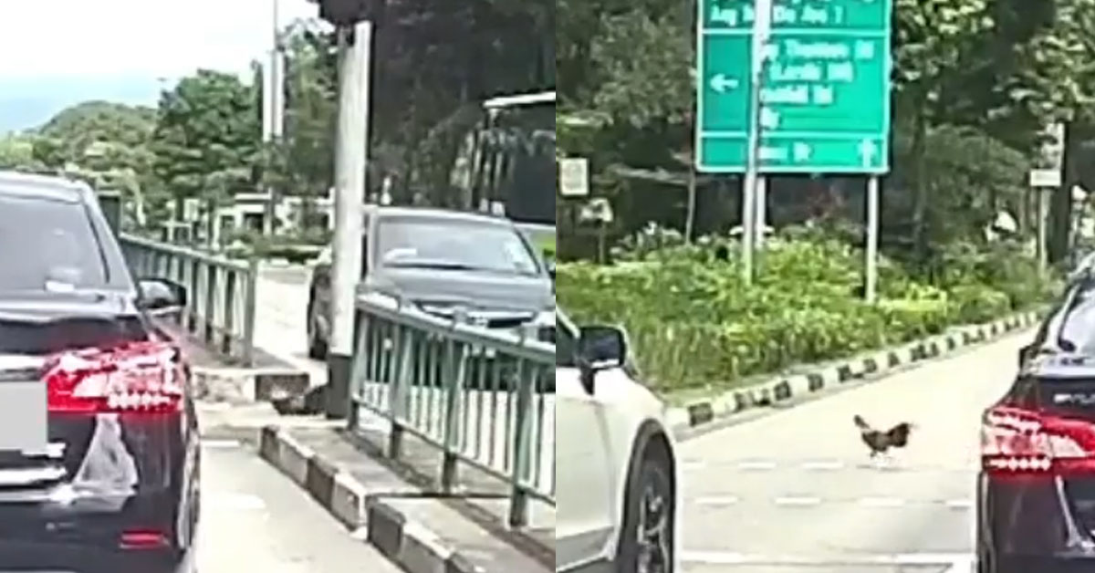 CHICKEN CROSS THE ROAD BECAME A TRUE STORY IN S’PORE