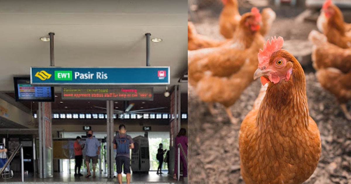 MAN BREEDS 25 CHICKEN IN PASIR RISH HDB, FINED $2,000 FOR ILLEGAL FARM