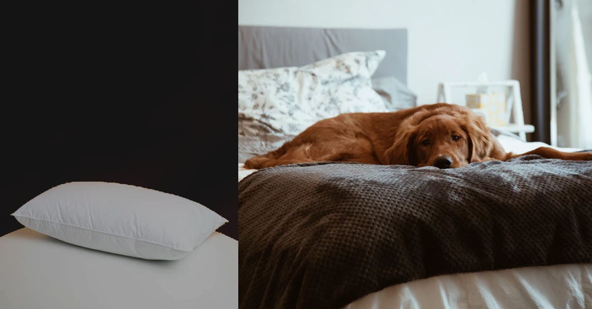 MAN TELL’S GF TO SLEEP ON THE FLOOR SO HE CAN SLEEP WITH HIS DOG