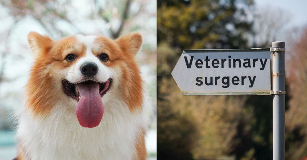 COUPLE SPLITS UP, EX-GF ABANDONS RESPONSIBILITY OF SICK DOG