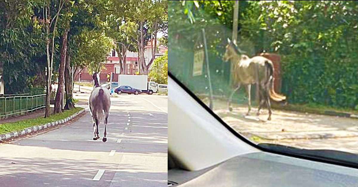 HORSE RUNNING FREE IN BUKIT BUKIT TIMAH, DON’T KNOW ESCAPE FROM WHERE