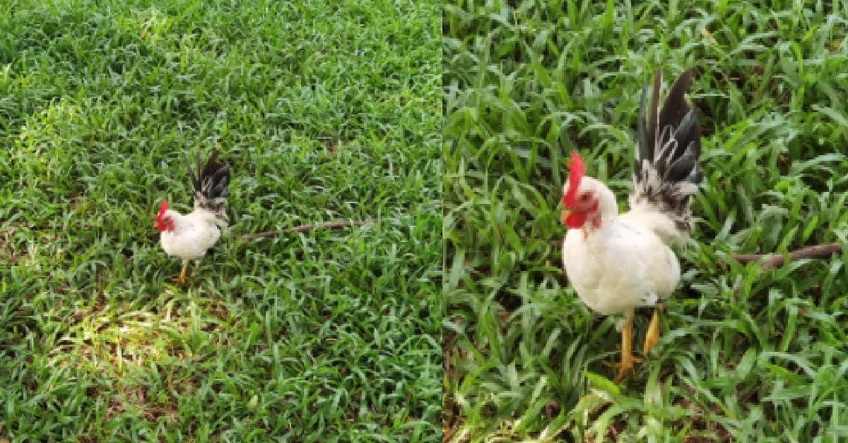 ROOSTER’S GIRLFRIENDS KENA MAKAN BY LIZARDS, SEEKING ADOPTION