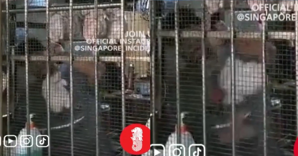 MAN SPANK CHICKEN’S BACKSIDE TO GIVE IT EXTRA FLAVOUR FOR CHICKEN RICE