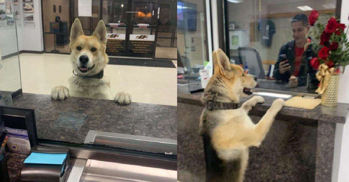 TEXAS DOG WALK INTO POLICE STATION TO REPORT HIMSELF MISSING