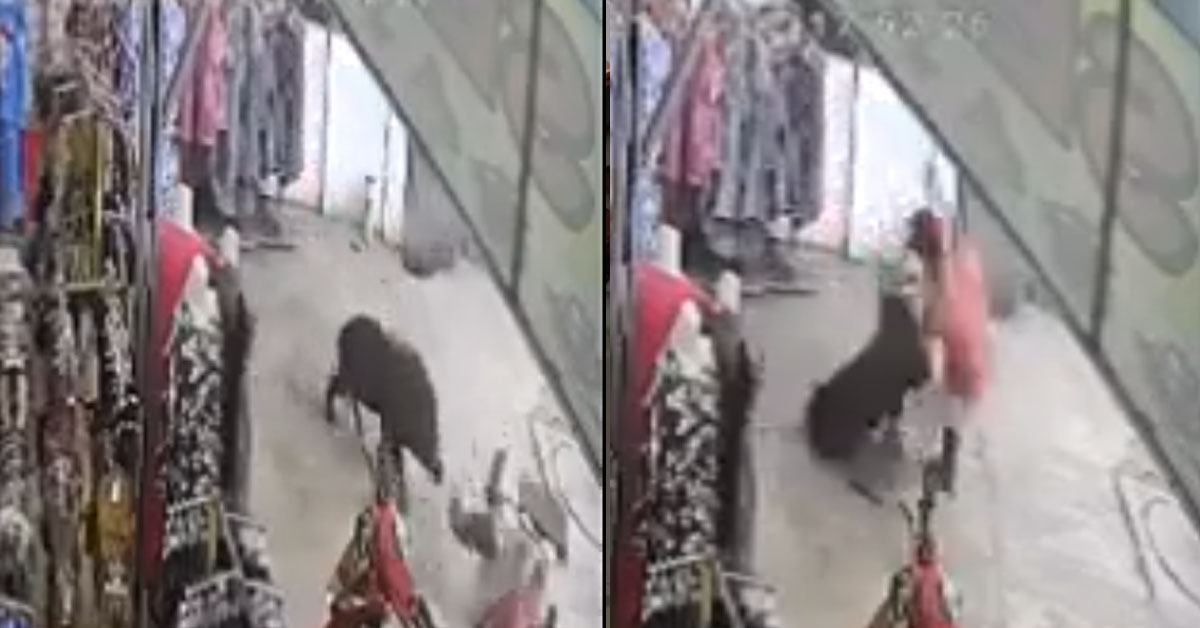 WILD BOAR CHARGES AT MAN AFTER PROVOKED WITH STEEL CHAIR