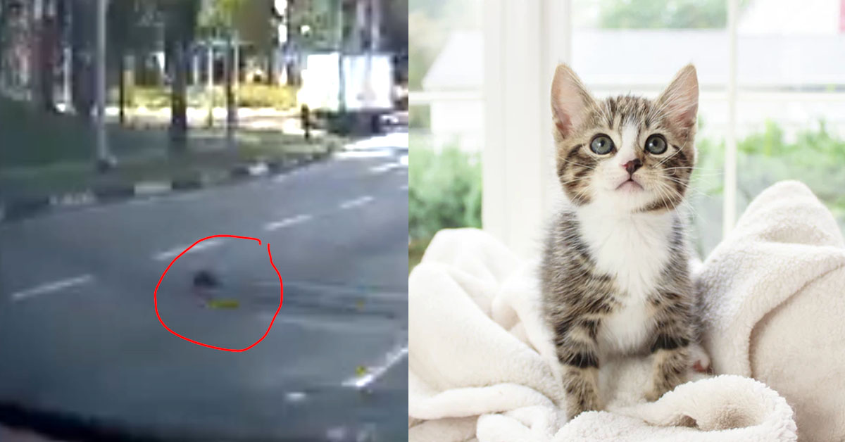 MANY PEOPLE RUSH TO RESCUE KITTEN STRANDED IN MIDDLE OF ROAD