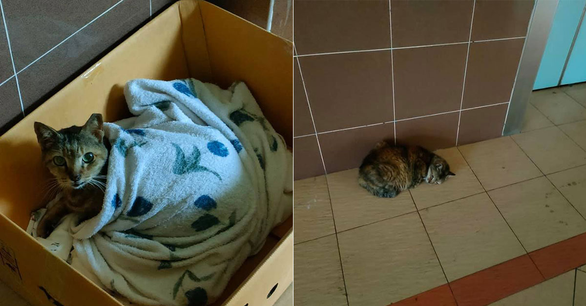 KIND SOULS SET UP BLANKET FOR CAT, BUT GOT THROWN AWAY