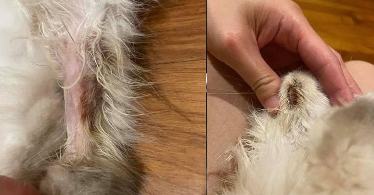 PET SHOP CLAIMS SELLING PUREBREED TURNS OUT ITS A NOT & IT’S SICK