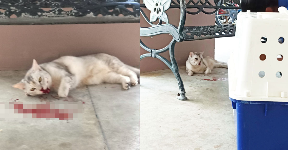 CAT VOMITING BLOOD IN WOODLANDS, RESCUED BY SPCA