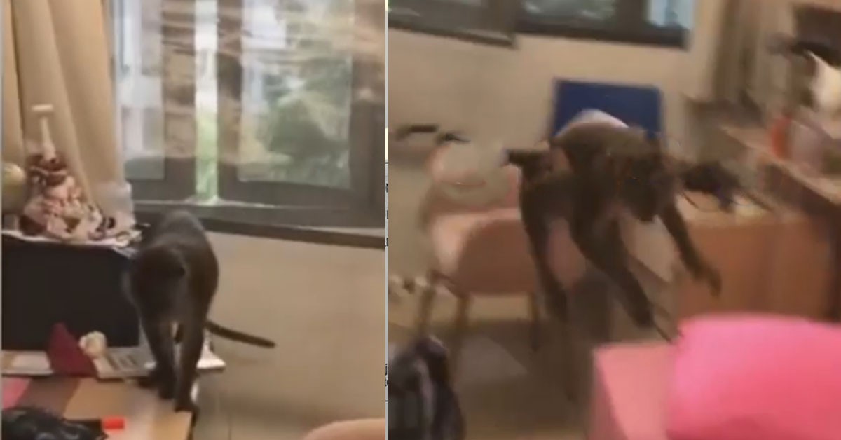MONKEY CLIMB INTO HOME, FILMING SEEMS “SMARTER” THAN STOPPING IT