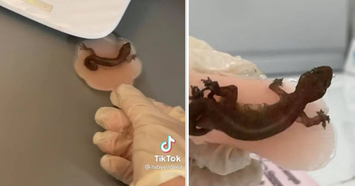 NTU GIRL FOUND LIZARD STUCK ON HER NIPPLE STICKER