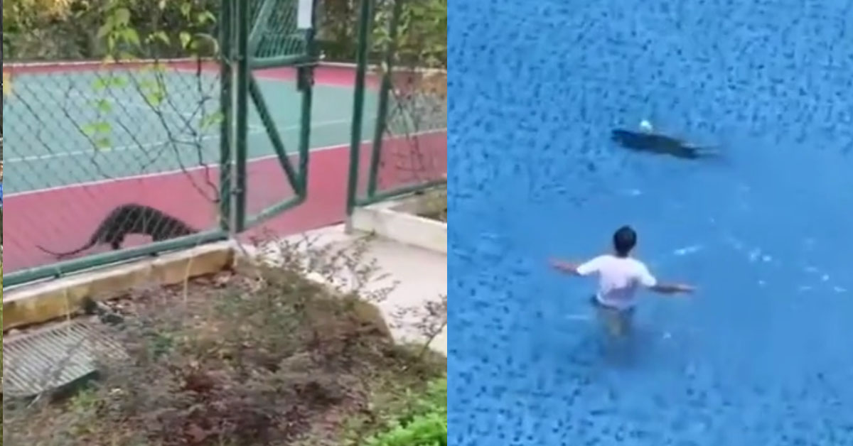 OTTER HAVING FUN IN CONDOMINIUMS, GO TENNIS COURT & SWIMMING POOL