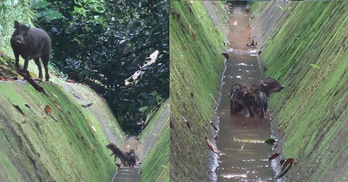 PIGLETS STUCK IN DRAINAGE, WILD BOAR MOTHER LOOKS HELPESS